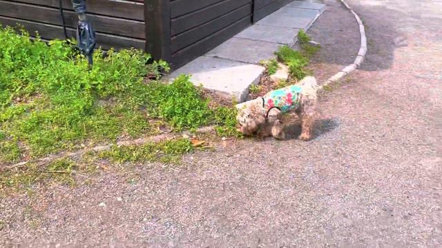 Dog-vlog:прогулки, покупки, сборки, пасха||йоркипу Грейси💕