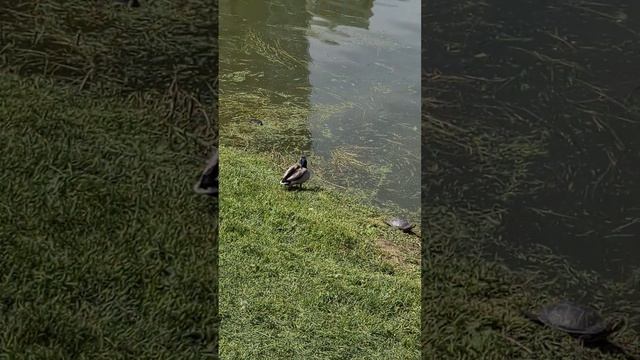 Уткам есть чем удивить! смотреть онлайн
