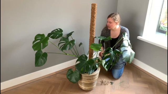 🌱🌿☘️ Zo doe je dat! Je Monstera opbinden met behulp van een Mosstok 🌱🌿☘️ смотреть онлайн