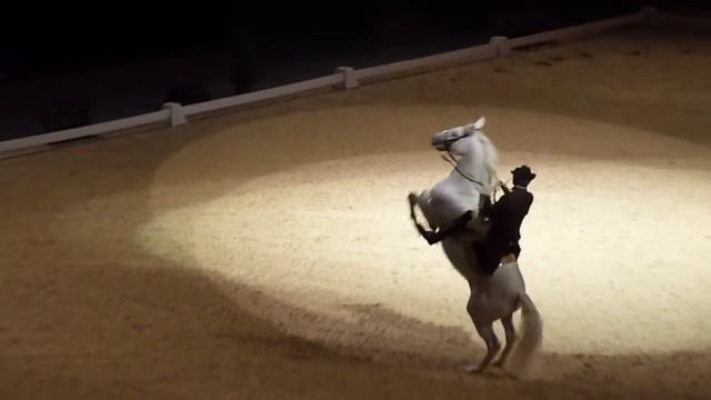 The Spanish Riding School Of Vienna 07