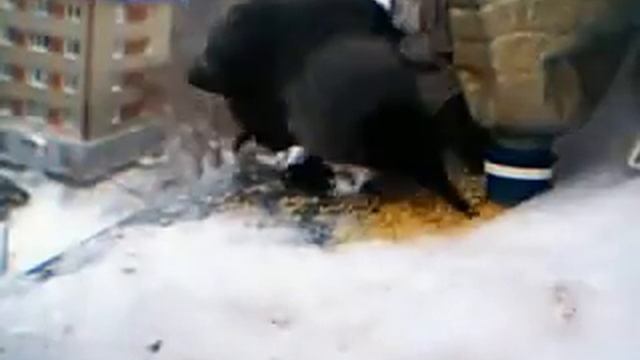 Птицы на кормушке за окном. смотреть онлайн