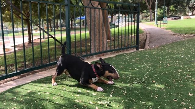 Bull terrier Miniature in slow motion смотреть онлайн