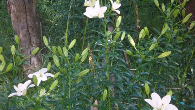 Белые лилии мои сорта смотреть онлайн