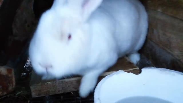 КРОЛИК ОРЕТ///Поение кроликов зимой смотреть онлайн