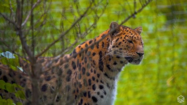 FOREST - 12K Scenic Relaxation Film With Calming Music - 12K (120fps) Video UltraHD смотреть онлайн