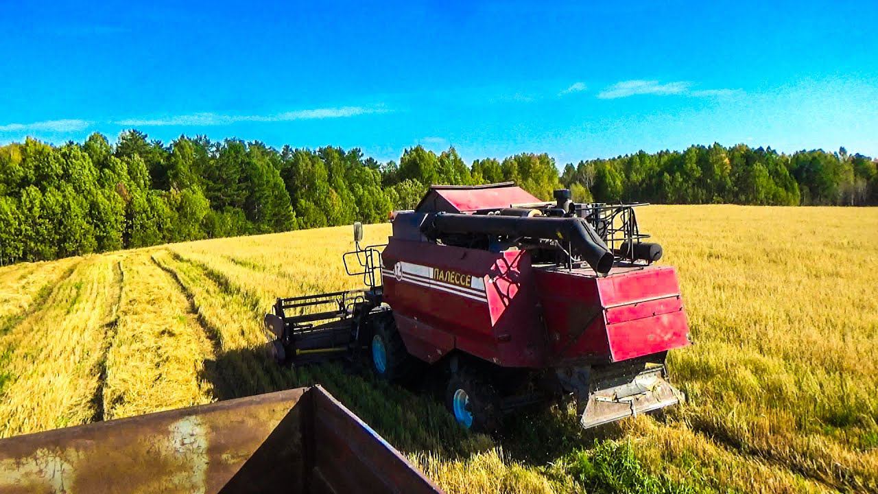 Убираем овес на "экспериментальном" поле. Работаю на Камазе, отвожу зерно от комбайна на базу. смотреть онлайн