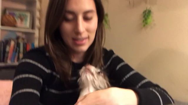 We DNA Tested Our Dogs смотреть онлайн