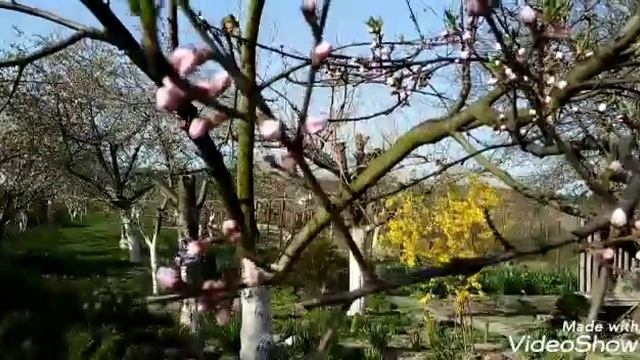 Что цветет в саду в апреле?Мой сад 24 апреля. смотреть онлайн