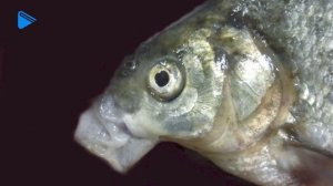 7 класс - Биология - Многообразие способов движения, форм тела и окраски рыб