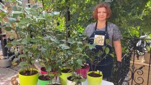 Чай.Caméllia sinénsis. Растим дома.  Пересадка  саженцев