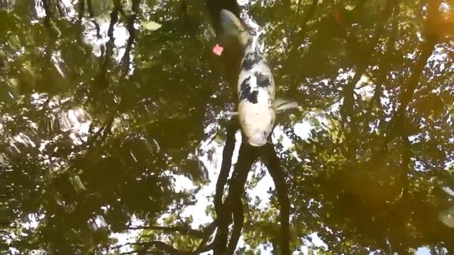 PARCO GIARDINO SIGURTA' - Il Parco più bello d'Italia - HD смотреть онлайн