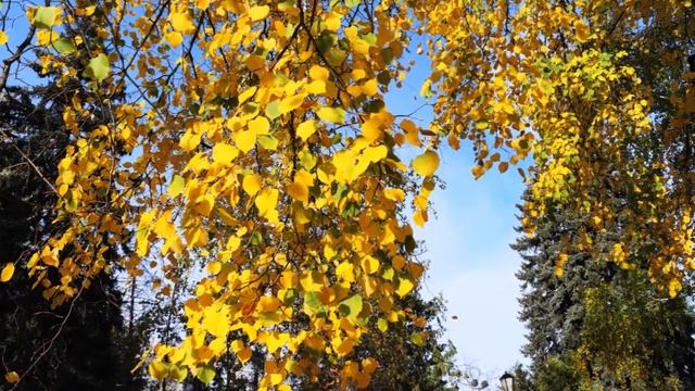 +Воронежская осенняя прелесть смотреть онлайн