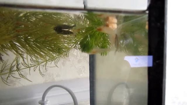 Креветки едят корм для черепах смотреть онлайн