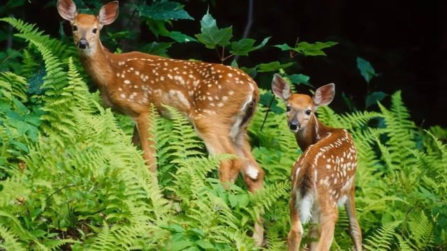 Оленеводство - Разведение оленей как бизнес идея смотреть онлайн
