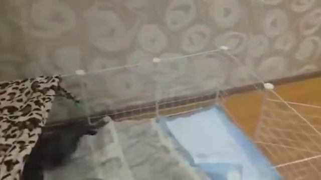 Укладываю спать щенков французского бульдога))) смотреть онлайн