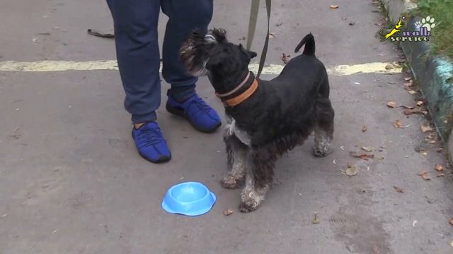 Дрессировка собак низкие цены, плохая подготовка к занятию, ОКД смотреть онлайн