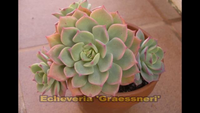 100 ESPÉCIES DE ECHEVERIA DE TIRAR O FÔLEGO! смотреть онлайн