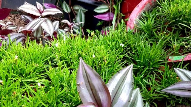 Home Garden /Ozhukunna kala with border grass hemigraphis repanda star grass /tips and tricks my gd смотреть онлайн