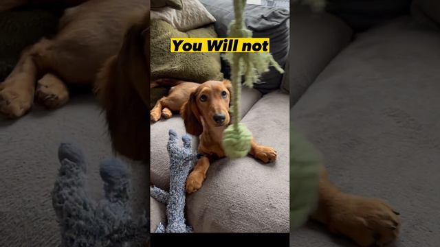 Hypnotizing a Puppy to obey me 😂 #puppy #dachshund #ween смотреть онлайн