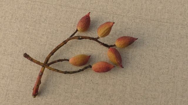 Фисташка. Плодоношение Фисташки. Опыление фисташки. Курганинск 2020г.