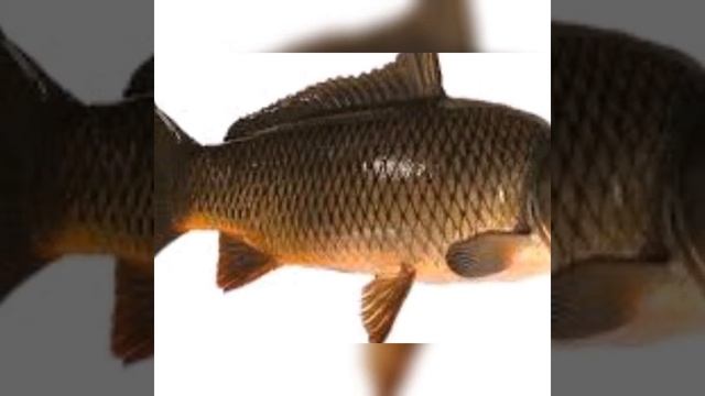 Light language invocation to Carp fish spirit guide with angelic symbol смотреть онлайн