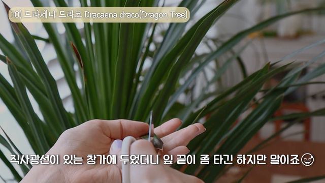 식물을 예쁘게 키우는 방법 | 아늑한 집을 위한 아파트 플랜테리어 감성식물 20가지🌱 | 내가 식물로 집을 꾸미는 이유 смотреть онлайн