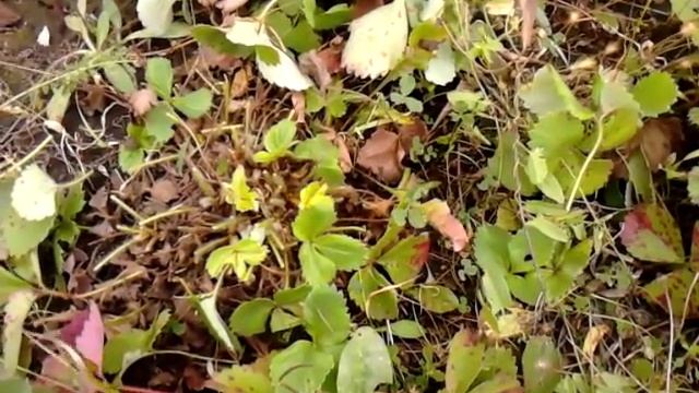 Уход за клубникой после сбора урожай. Огород в Сибири. смотреть онлайн