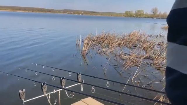 поклёвка карпа на Межуре.Карпфишинг. смотреть онлайн
