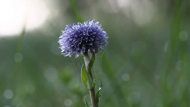 Globularia cordifolia 2.mp4 смотреть онлайн