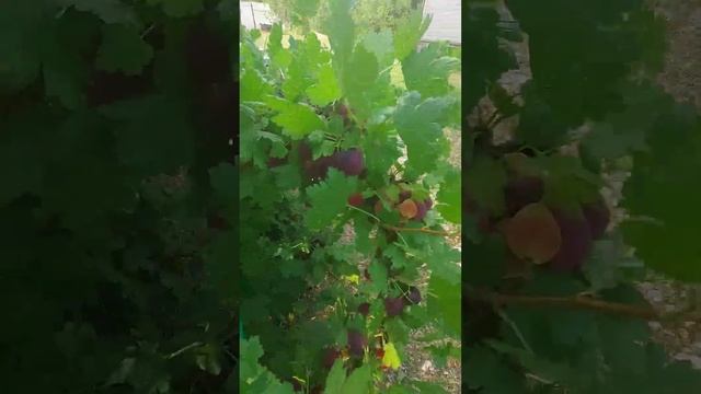 супер крыжовник, маленький да удаленький) смотреть онлайн
