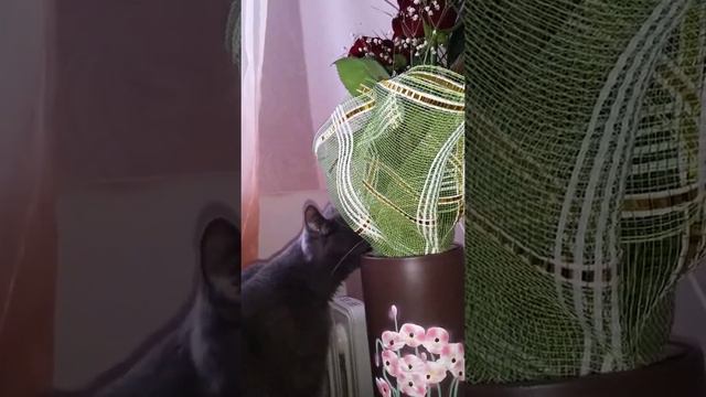 кот который любит цветы! смотреть онлайн