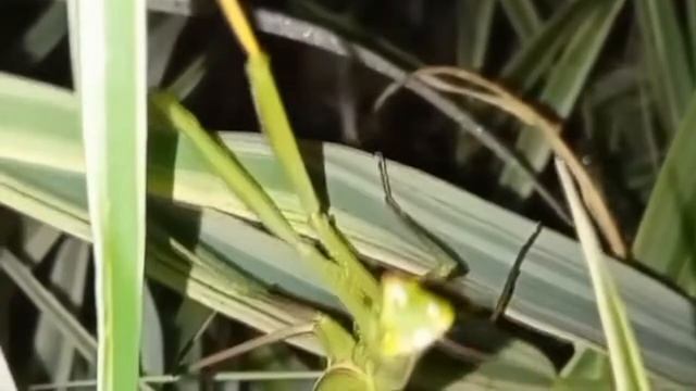 ?Что делать, чтобы в муке не завелись жучки: 5 проверенных лайфхаков смотреть онлайн