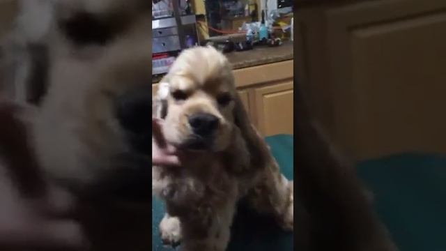 Grooming the Cocker Spaniel face смотреть онлайн