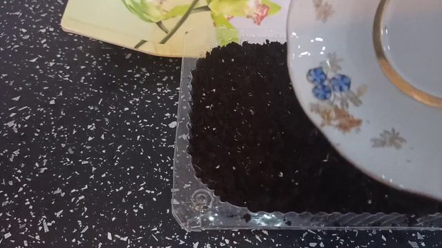 Сходять помідори.@А я знову сію квіти.Мак Східний,Пампасна трава,Костриця Голуба,Дзвіночки.