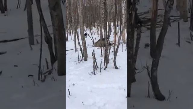 На прогулке встретился кабан смотреть онлайн