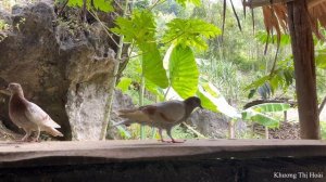 FULL VIDEO: 60 Days of harvesting bok choy, eggplant, chicken eggs, and squash to sell at the marke