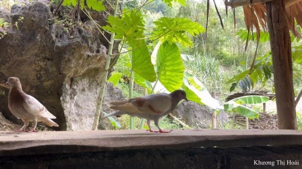 FULL VIDEO: 60 Days of harvesting bok choy, eggplant, chicken eggs, and squash to sell at the marke