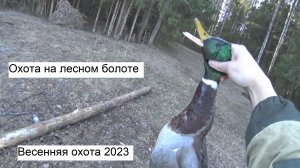Весенняя охота 2023 на лесном болоте
