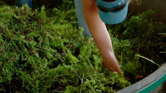St. Maries Lavender Farm and Distillery | Young Living Essential Oils смотреть онлайн