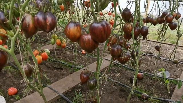 Три САМЫЕ Урожайные ПОМИДОРЫ 2022 года! смотреть онлайн