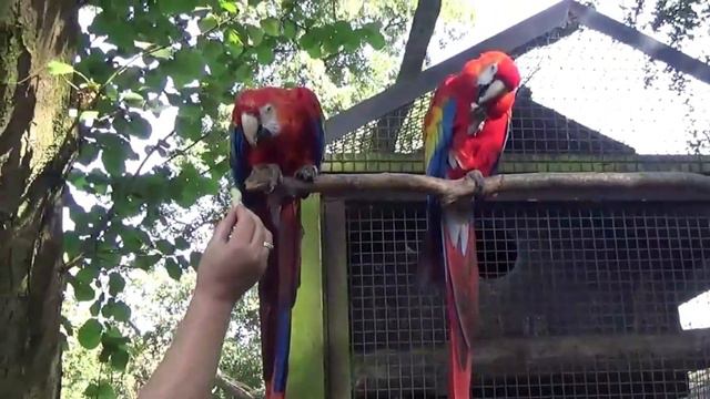 Tropical Birdland.Земля тропических птиц.