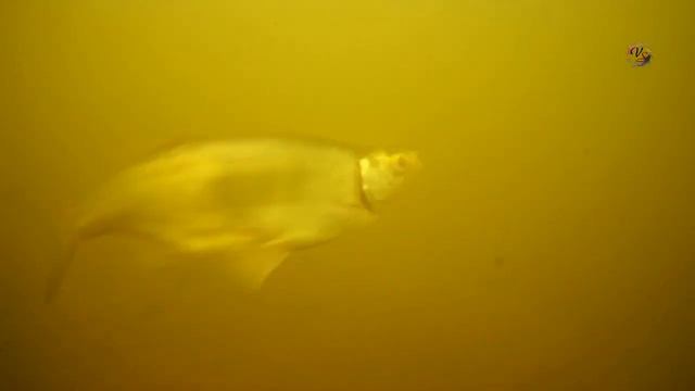 Ловля на маховую удочку в проводку на реке Пехорка, проводка в проплыв и в проволочку. Fishing смотреть онлайн