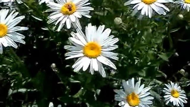 Flowers. Daisies. Цветы. Ромашки. смотреть онлайн