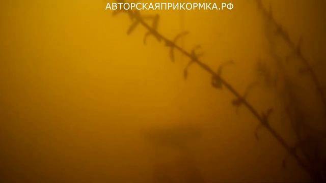 Так вот от чего ВСЯ РЫБА ДУРЕЕТ! Подводная съемка и реакция рыбы на ряженку смотреть онлайн