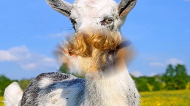 Разведение коз в домашних условиях для начинающих как бизнес идея смотреть онлайн