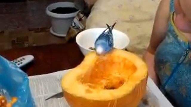 Попугай и тыква смотреть онлайн