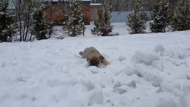 Хочу чтобы много-много снега тут было?и тогда я смогу не только играть,но и смогу купаться в снегу?