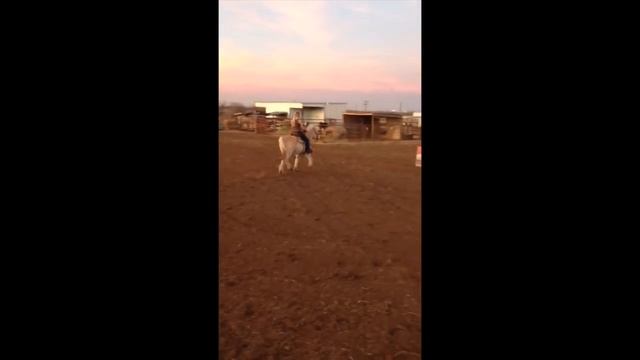 Norwegian Fjord Horse For Sale