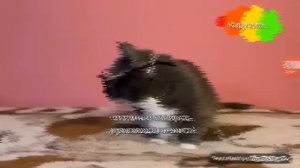 Kotiynet Вырезнный Фрагмент Карусель 2023