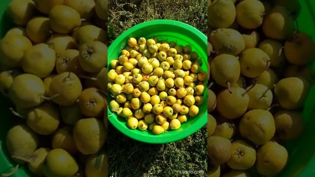 БлиииН, вкусно! Сорт груши "Северянка" смотреть онлайн